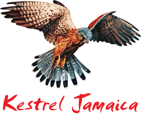 Kestrel Jamaica logo